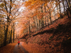 Cantal automne
